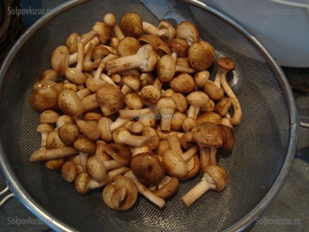Как солить грибы, фото рецепт